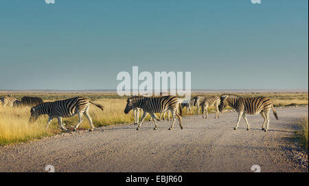 Herde Zebras, die Straße überqueren, Etosha Nationalpark, Namibia Stockfoto