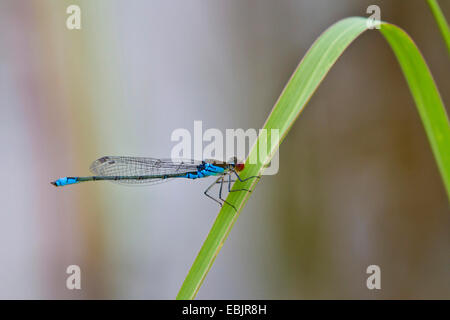 Geringerem rotäugigen Damselfly (Erythromma Viridulum), männliche auf ein Grassblade, Deutschland, Bayern, Isental Stockfoto