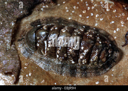 Variable Chiton, nass mediterrane Chiton (Chiton Olivaceus (Polyplacophora)), sitzen auf Felsen Stockfoto