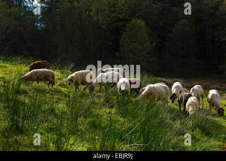 Schafherde Weiden in langen grünen Rasen, Chiemgau, Oberbayern, Deutschland, Europa. Stockfoto