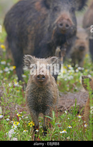 Wildschwein, Schwein, Wildschwein (Sus Scrofa), Shoat stehen auf einer Wiese, Deutschland Stockfoto