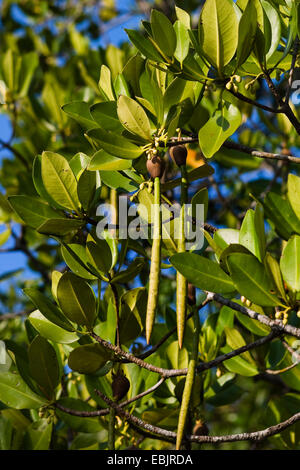 Asiatische Mangroven (Rhizophora Mucronata), Keimlinge (Vivipary), Indien, Andamanen Stockfoto