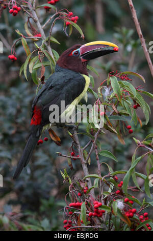 grüne Aracari (Pteroglossus Viridis), ernähren sich von roten Beeren Stockfoto