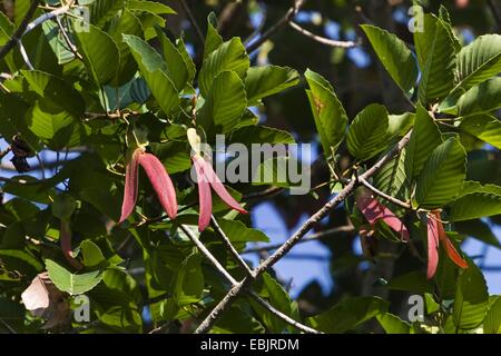 Samen von einem Regenwald Baum, Indien, Andaman Inseln fliegen Stockfoto