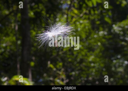 fliegende Samen eines Baumes Regenwald Indien, Andamanen Stockfoto