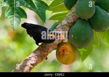 südlichen Grackle (Gracula Religiosa), Fütterung auf Papaya, Hill Mynah, Havelock Island, Andamanen, Indien Stockfoto