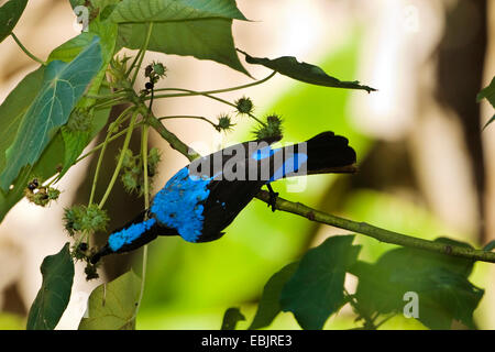 Blau-backed Fee Bluebird (Irena Puella, Irene Puella), Männlich, Essen Beeren, Indien, Andamanen, Havelock Island Stockfoto
