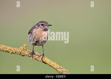 gemeinsamen Schwarzkehlchen (Saxicola Torquata), mit Flechten bedeckt Junge sitzt auf einem Zweig Stockfoto