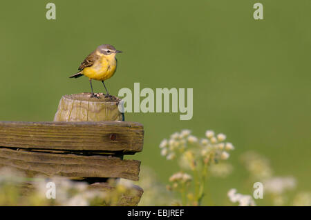 Schafstelze (Motacilla Flava), sitzt auf einem hölzernen Pfosten, Niederlande, Texel Stockfoto