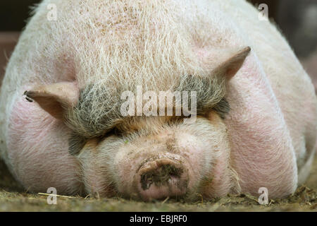 Hausschwein (Sus Scrofa F. Domestica), Fette Schwein auf dem Bauch liegen und ruhen, Deutschland, Nordrhein-Westfalen Stockfoto