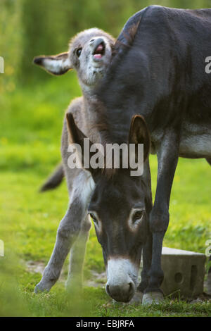 inländische Esel (Equus Asinus F. Asinus), Esel-Fohlen, die das Spiel mit der Mutter, Germany, North Rhine-Westphalia Stockfoto