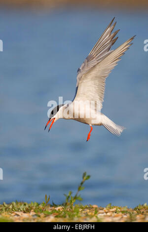 Seeschwalbe (Sterna Hirundo), Landung, Niederlande, Texel Stockfoto