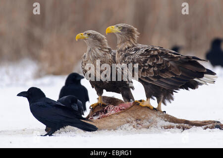 Meer Seeadler (Haliaeetus Horste) auf Kadaver mit Krähe, Deutschland, Mecklenburg-Vorpommern Stockfoto