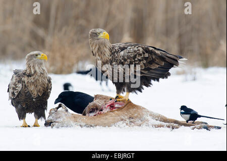 Meer Seeadler (Haliaeetus Horste) auf Kadaver mit Krähe, Deutschland, Mecklenburg-Vorpommern Stockfoto