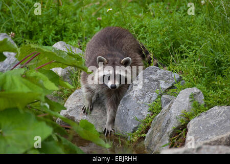 gemeinsamen Waschbär (Procyon Lotor), stehend auf Steinen Bachufer, Deutschland Stockfoto