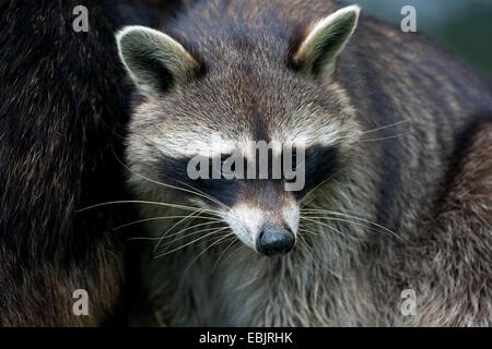 gemeinsamen Waschbär (Procyon Lotor), Porträt, Deutschland Stockfoto