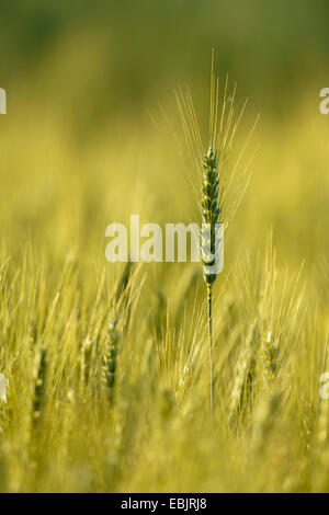 gemeinsamen Gerste, 6-reihig Gerste (Hordeum Vulgare), Gerstenfeld, Deutschland Stockfoto