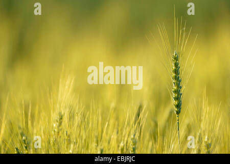 gemeinsamen Gerste, 6-reihig Gerste (Hordeum Vulgare), Gerstenfeld, Deutschland Stockfoto