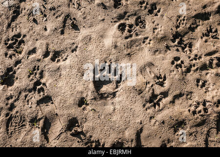 Tierische Fußspuren im Sand, Vancouver, Britisch-Kolumbien, Kanada Stockfoto