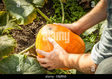 Reifen Sie Mann Kommissionierung Kürbis, konzentrieren Sie sich auf Hände Stockfoto