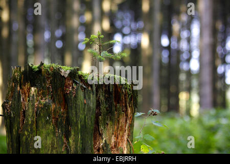 Norwegen Fichte (Picea Abies), Sämling auf Baum-Stub, Deutschland Stockfoto