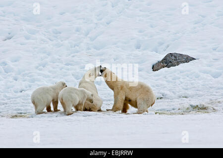 Eisbär (Ursus Maritimus), Rivalen kämpfen für Futtermittel, Norwegen, Svalbard Stockfoto