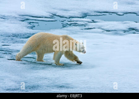 Eisbär (Ursus Maritimus), läuft auf Tauwetter aus Eis, Norwegen, Svalbard Stockfoto