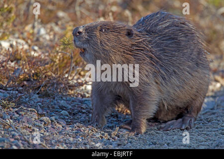 Eurasische Biber, europäische Biber (Castor Fiber), stehend, Schweden, Fulufjaellet Nationalpark Stockfoto