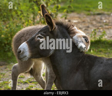 inländische Esel (Equus Asinus F. Asinus), Esel Fohlen kuscheln mit der Mutter, Germany, North Rhine-Westphalia Stockfoto