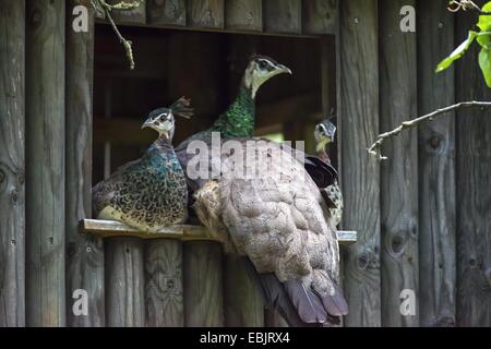 gemeinsamen Pfauen (Pavo Cristatus), Henne mit zwei Küken auf Fensterbank, Deutschland, Nordrhein-Westfalen Stockfoto