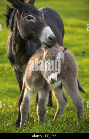 inländische Esel (Equus Asinus F. Asinus), Esel-Stute mit Fohlen auf einer Wiese, Deutschland, Nordrhein-Westfalen Stockfoto