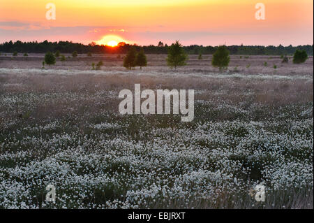 Grasbüschel Wollgras, Hares-Tail Wollgras (Wollgras Vaginatum), Wiese von fruchttragenden Grasbüschel Wollgras an das Goldenstedter Moor, Deutschland, Niedersachsen Stockfoto