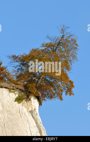 Rotbuche (Fagus Sylvatica), wächst am Rande eines Chalkcoast Felsen, Deutschland, Mecklenburg-Vorpommern, Nationalpark Jasmund Stockfoto