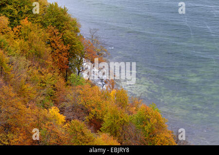 Ansicht des herbstlichen Wald auf Kreide-Küste über Ostsee, Deutschland, Mecklenburg Vorpommern, Jasmund National Park Stockfoto