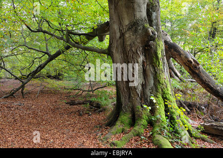 Rotbuche (Fagus Sylvatica), bemoosten Stamm der Buche in Urwaldrelikt Sababurg, Deutschland, Hessen Stockfoto