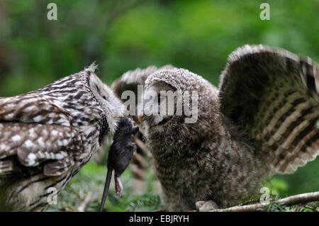 Habichtskauz (Strix Uralensis), Fütterung der Küken, Deutschland, Bayern Stockfoto