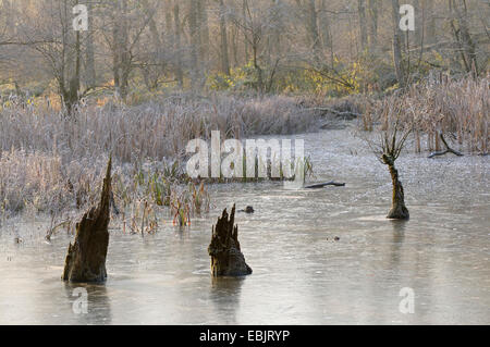 Auwälder in einem frostigen Morgen, Deutschland Stockfoto