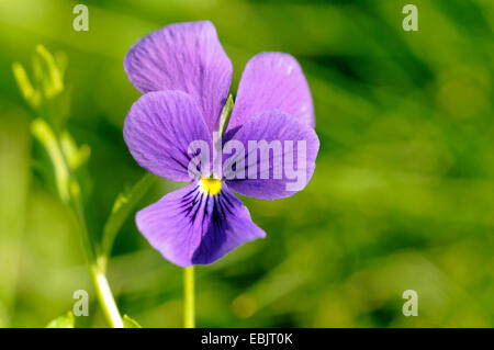 Viola Guestphalica (Viola Guestphalica), Blume, Deutschland, Nordrhein-Westfalen Stockfoto