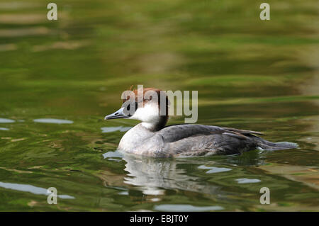 Zwergsäger (Mergus Albellus), weibliche an einem See, Deutschland Stockfoto