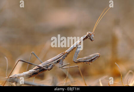 Mantis sitzen auf dem trockenen Boden lauern, Zypern Stockfoto