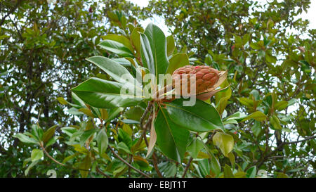 Immergrüne Magnolie, Ray Bull, Immergrüne Magnolie (Magnolia Grandiflora), Zweig mit Früchten Stockfoto