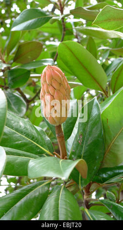 Immergrüne Magnolie, Ray Bull, Immergrüne Magnolie (Magnolia Grandiflora), Zweig mit Früchten Stockfoto