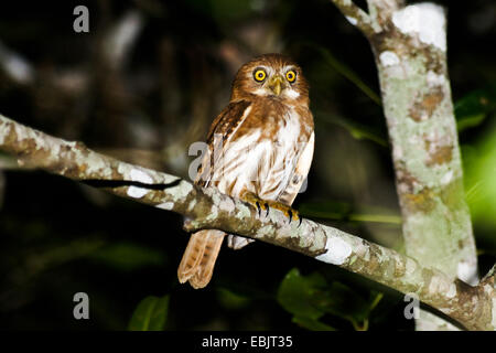 eisenhaltige Sperlingskauz (Glaucidium Brasilianum), auf einem Ast, Brasilien, Pantanal Stockfoto