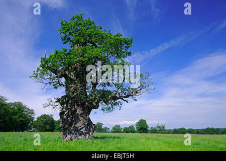 Eiche (Quercus spec.), 600 Jahre alte Baum auf Wiese, Deutschland, Hessen Stockfoto