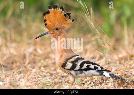 Wiedehopf (Upupa Epops), Porträt, Indien, Keoladeo Ghana Nationalpark Stockfoto