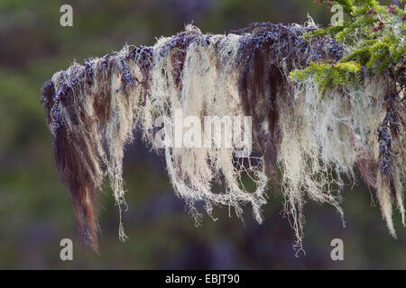 Alten Mannes Bart oder Methusalem Bart Flechte (Usnea Longissima, Dolichousnea Longissima), auf einem Ast, Schweden, Kopparbergs Laen, Fulufjaellet Nationalpark Stockfoto