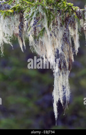 Alten Mannes Bart oder Methusalem Bart Flechte (Usnea Longissima, Dolichousnea Longissima), auf einem Ast, Schweden, Kopparbergs Laen, Fulufjaellet Nationalpark Stockfoto