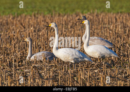 Singschwan (Cygnus Cygnus), vier Singschwäne auf Stoppeln Feld, Deutschland, Niedersachsen Stockfoto