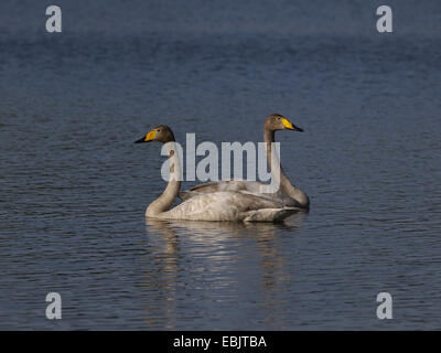 Singschwan (Cygnus Cygnus), Schwimmen, paar, Deutschland Stockfoto