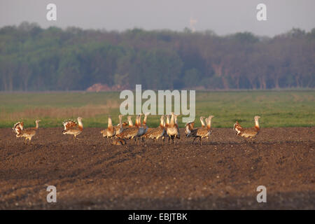 die Großtrappe (Otis Tarda), Gruppe auf einem Feld, Deutschland Stockfoto